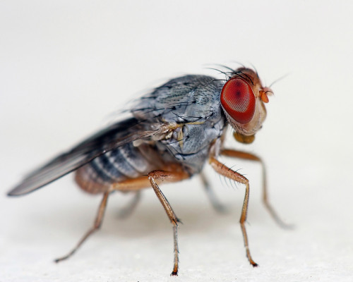 Have an infestation of these in the garage. Looks like a hybrid between house  fly and fruit fly. It hovers in the air like hummingbird but when I get  close or try