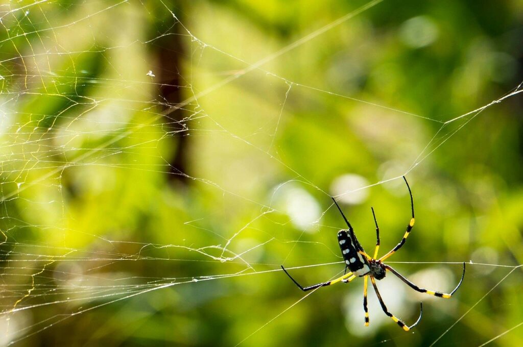 Spider Prevention and web sweeping service