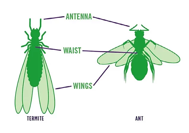 Flying Termite vs ant