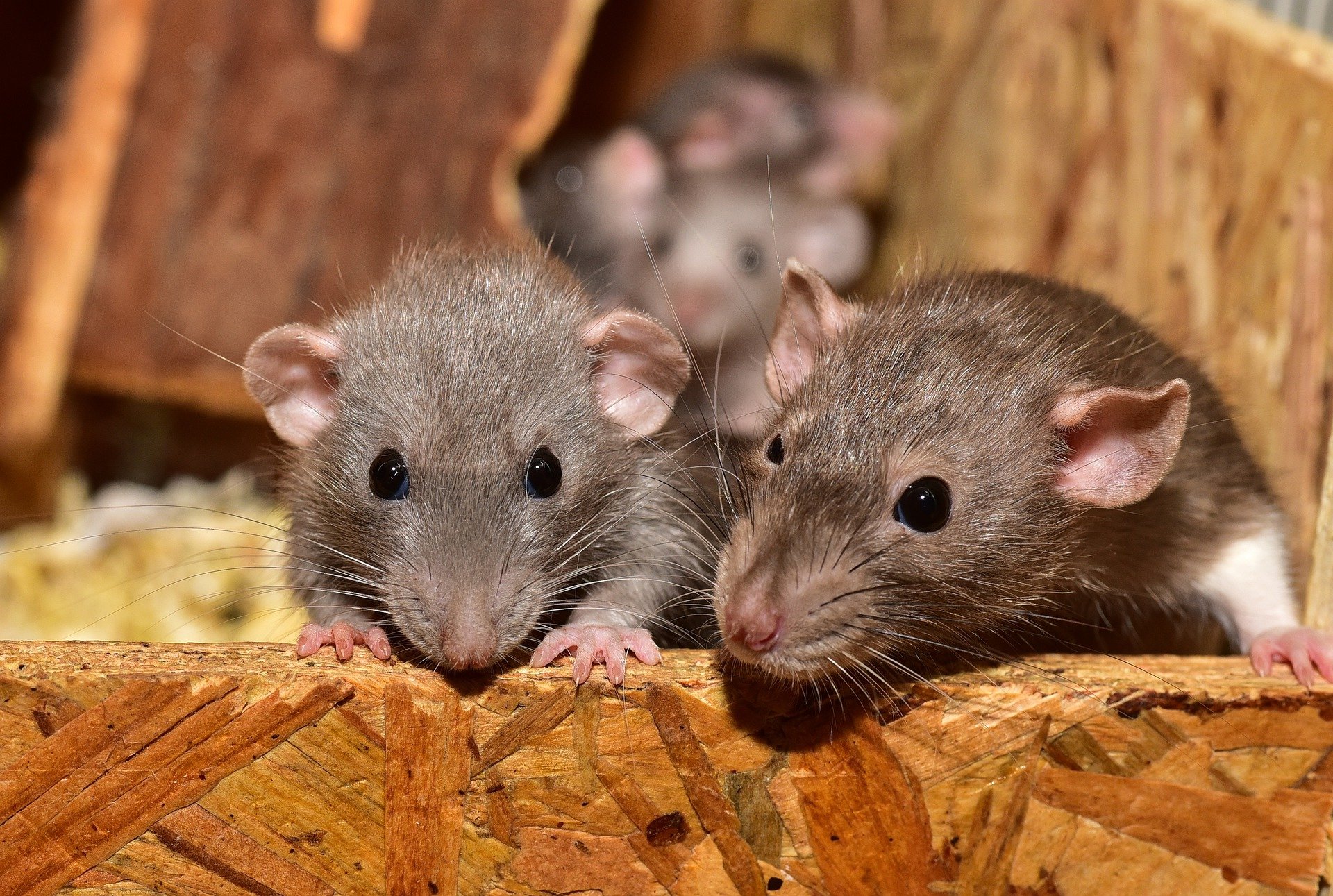 What Diseases Can Rats and Other Rodents Spread? 707 Pest Solutions