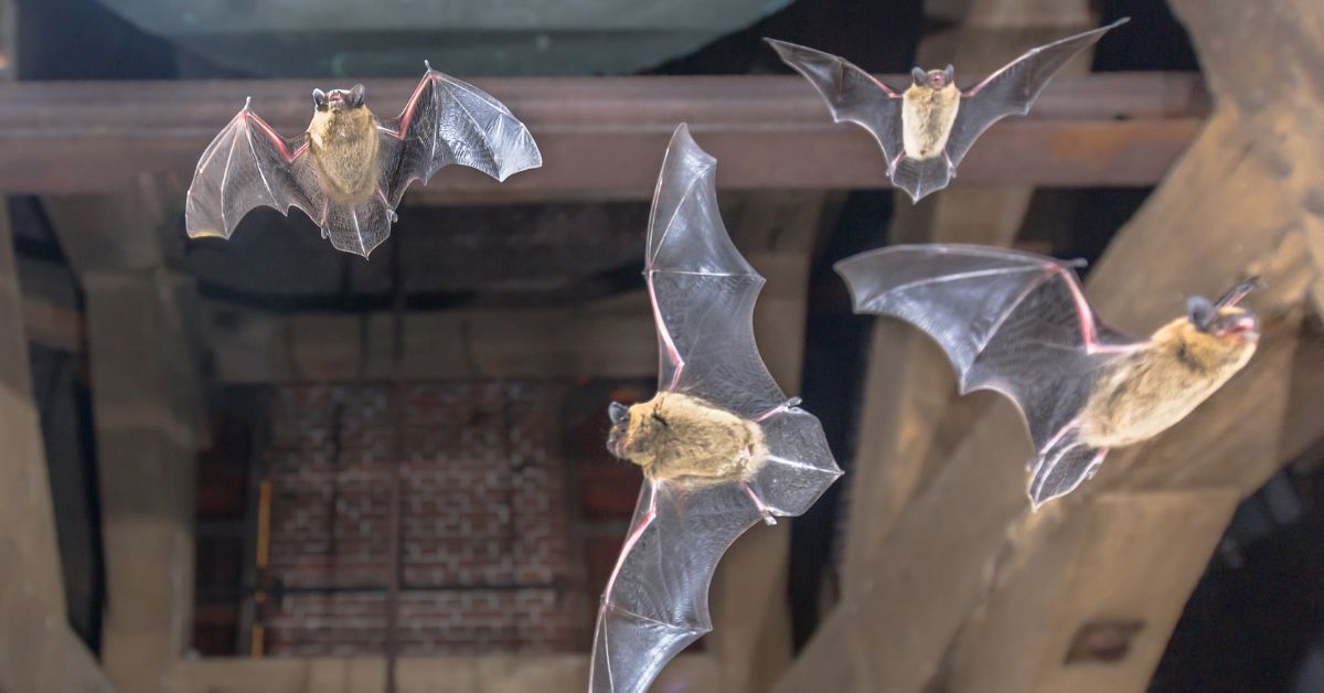 Bats In Your Attic: Dangers & How To Get Rid Of Them | 707 Pest Solutions